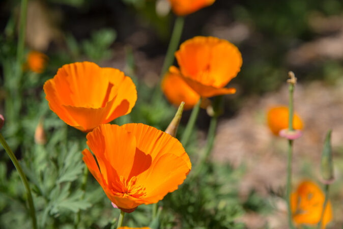 California native plant garden